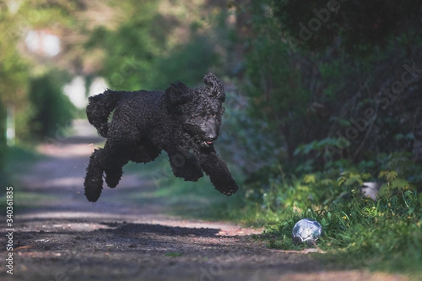 Fototapeta Schwarzer Labradoodle spielt mit einem Ball