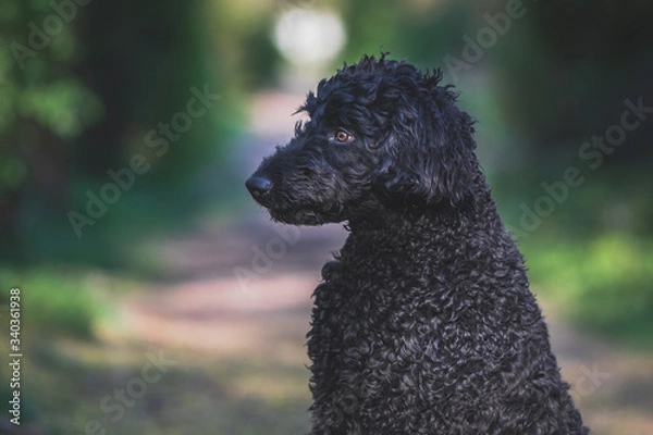 Fototapeta Portrait eines schwarzen Labradoodle