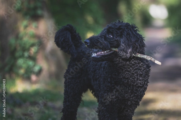 Fototapeta Schwarzer Labradoodle spielt mit Stock