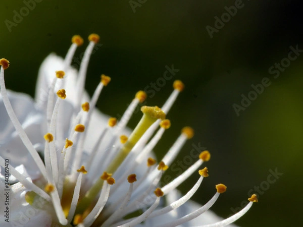 Obraz cherry flower detail