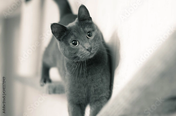 Obraz cat on the shelf