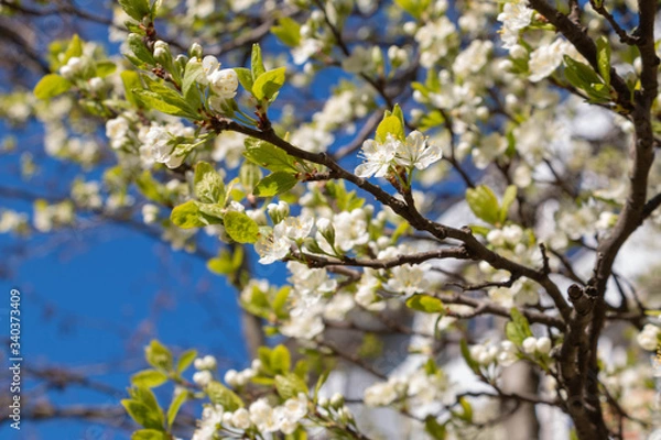 Obraz blooming plum blossom, with a bee feeding on its pollen, in spring when the fruit trees bloom fill all the fields with color