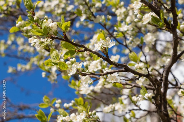 Obraz blooming plum blossom, with a bee feeding on its pollen, in spring when the fruit trees bloom fill all the fields with color