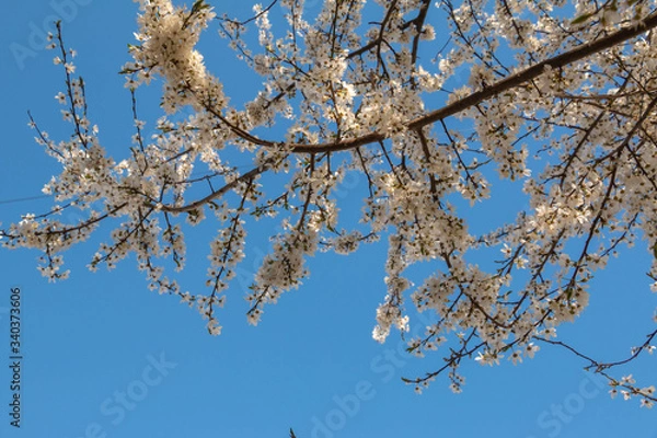 Obraz blooming plum blossom, with a bee feeding on its pollen, in spring when the fruit trees bloom fill all the fields with color
