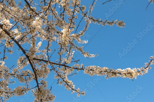 Obraz blooming plum blossom, with a bee feeding on its pollen, in spring when the fruit trees bloom fill all the fields with color
