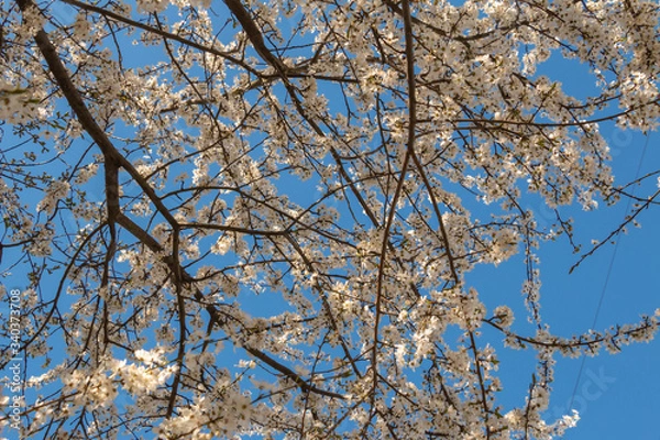 Obraz blooming plum blossom, with a bee feeding on its pollen, in spring when the fruit trees bloom fill all the fields with color