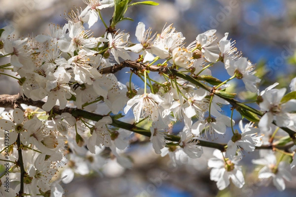 Obraz blooming plum blossom, with a bee feeding on its pollen, in spring when the fruit trees bloom fill all the fields with color