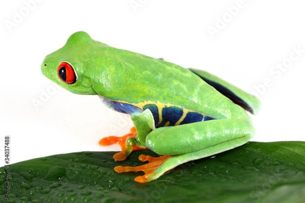 Obraz Red-eyed tree frog