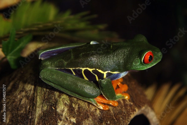 Obraz Red-Eyed Tree Frog