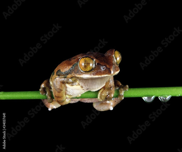 Obraz Peacock frog (clipping path)