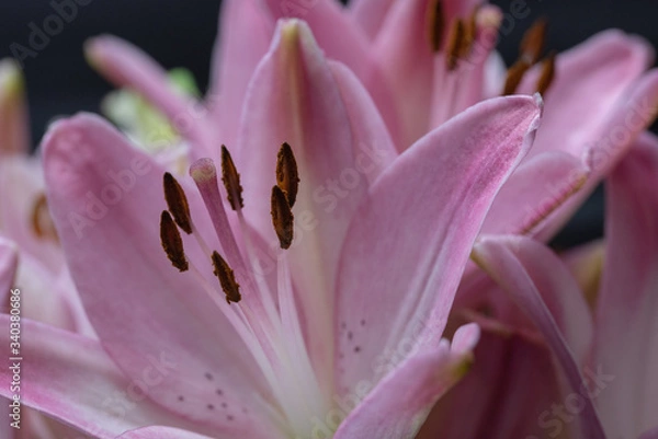 Obraz Pink lilies macro