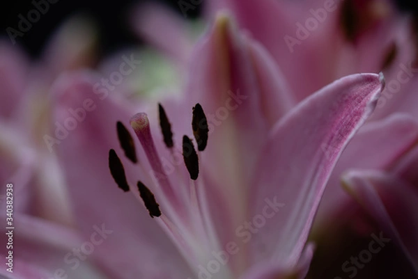 Obraz Pink lily flower macro