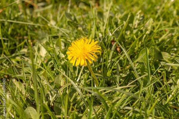 Obraz A yellow dandelion flower, one of the most vital early spring nectar sources.