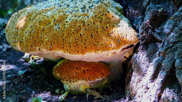 Obraz oak bracket, weeping conk, weeping polypore, warted oak polypore, Pseudoinonotus dryadeus