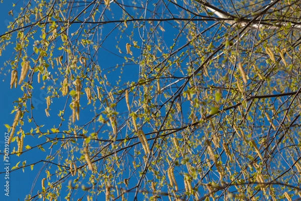 Obraz Birch catkins in early spring on a blue sky background. Male catkin seed pods hanging on birch tree branch. Closeup, selective soft focus