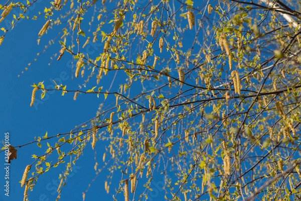 Obraz Birch catkins in early spring on a blue sky background. Male catkin seed pods hanging on birch tree branch. Closeup, selective soft focus