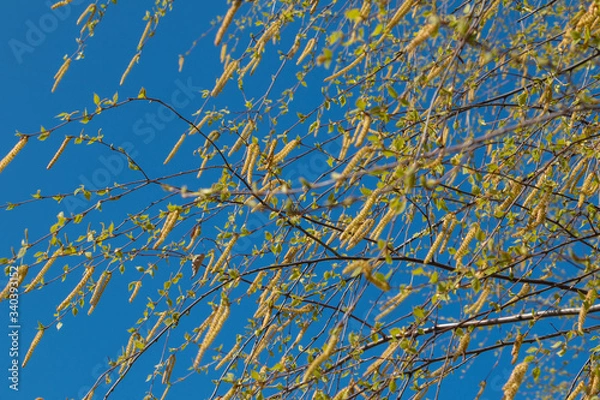 Obraz Birch catkins in early spring on a blue sky background. Male catkin seed pods hanging on birch tree branch. Closeup, selective soft focus
