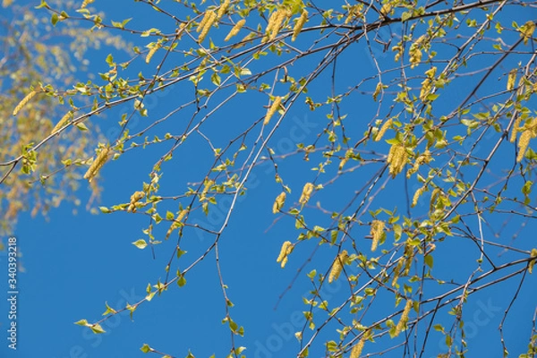 Obraz Birch catkins in early spring on a blue sky background. Male catkin seed pods hanging on birch tree branch. Closeup, selective soft focus