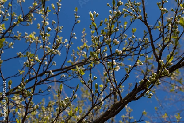 Obraz Birch catkins in early spring on a blue sky background. Male catkin seed pods hanging on birch tree branch. Closeup, selective soft focus