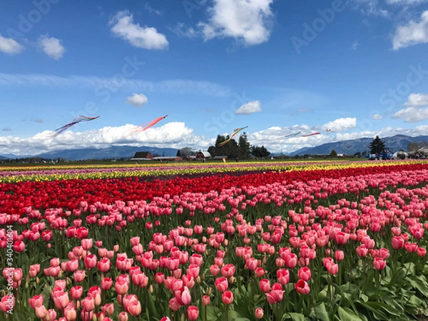 Fototapeta Tulip fields