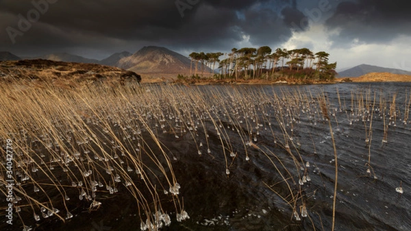 Fototapeta Pine trees island in the Derryclare Lake in Connemara. Ireland, panoramic view of an island on a lake Connemara with pines and mountains in background
