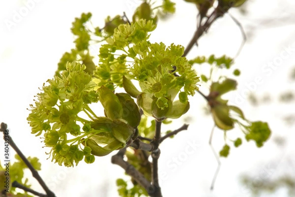 Fototapeta swollen kidney on a tree