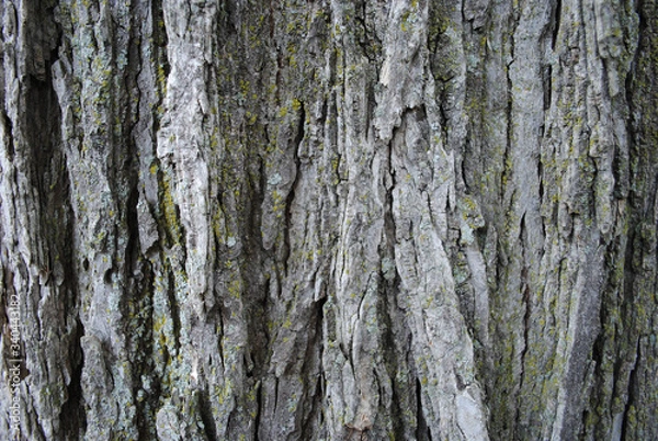 Fototapeta Tree Bark Lichen