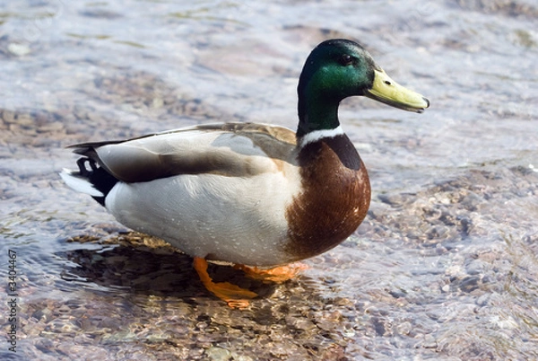 Obraz mallard duck