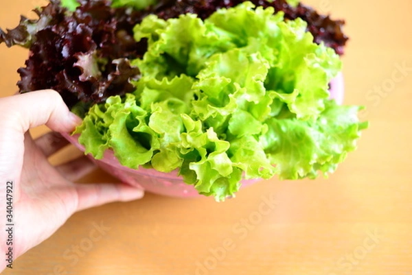 Obraz サニーレタスの入ったボウルを手に持つ