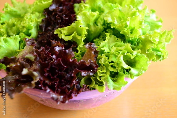 Obraz ボウルに入れたサニーレタス