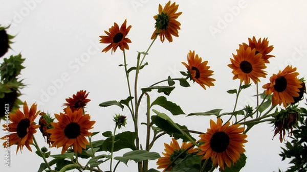Fototapeta Sunflower