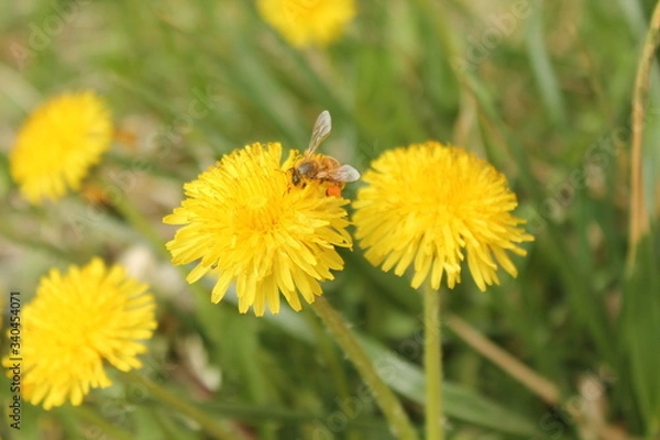 Fototapeta Bee and flower