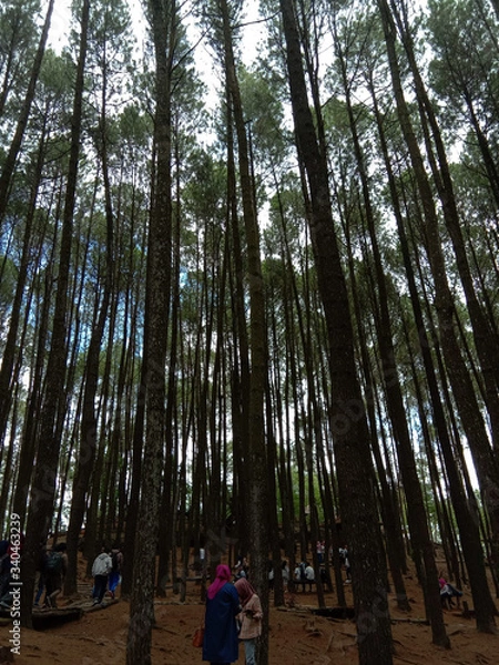 Obraz Pine Trees in The Forest