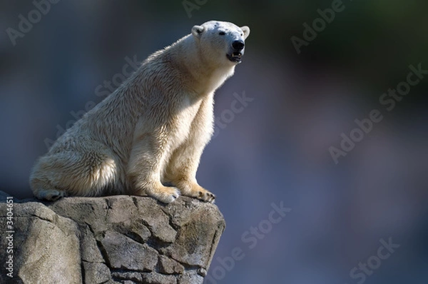 Obraz polar bear sitting on a rock
