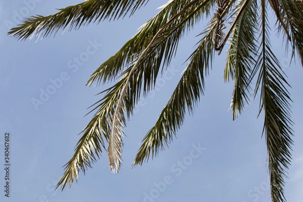 Fototapeta Close up upward view of a lone palm tree against the sky background