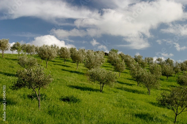 Fototapeta olivenhain