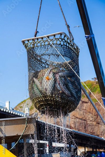 Obraz 知床_サケ漁