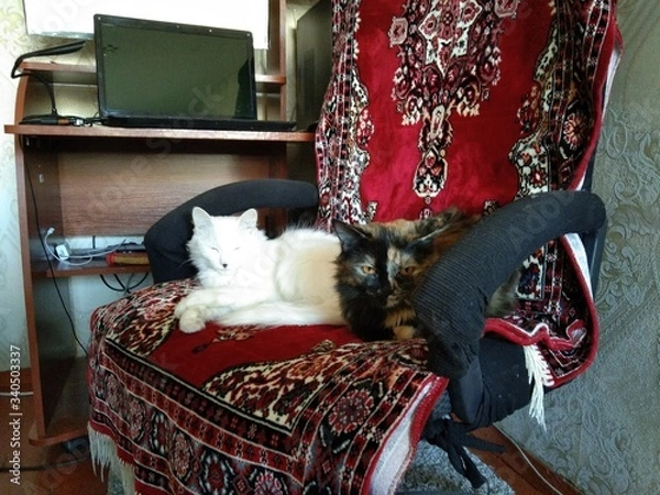 Obraz Пушистости