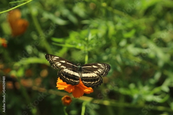 Obraz Beautiful nature and its different macro living forms 