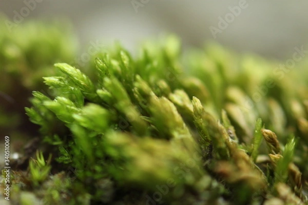 Obraz Beautiful nature and its different macro living forms 