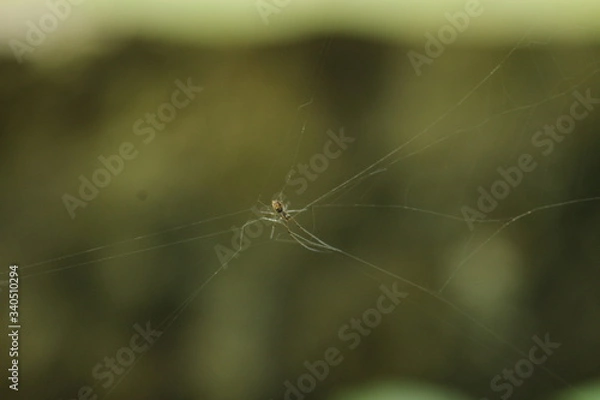 Obraz Beautiful nature and its different macro living forms 