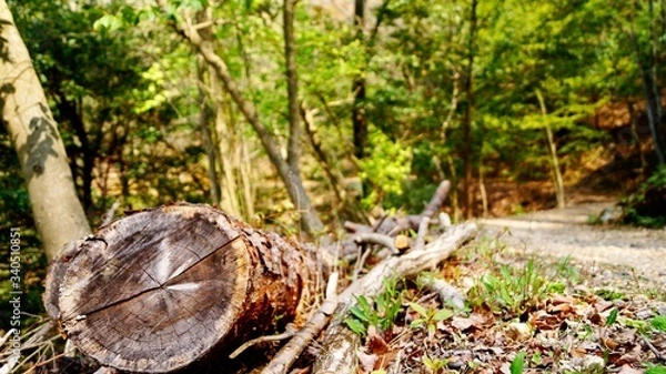 Obraz 森と丸太