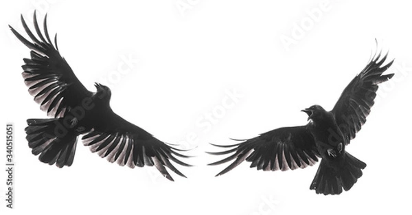Fototapeta Isolated carrion crow in flight with fully open wings
