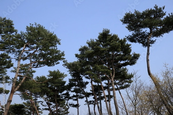 Fototapeta 소나무가 보이는 아름다운 풍경