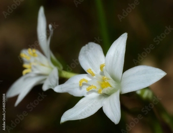 Fototapeta Close-up of Star of Bethlehem white spring flower on blurred background 