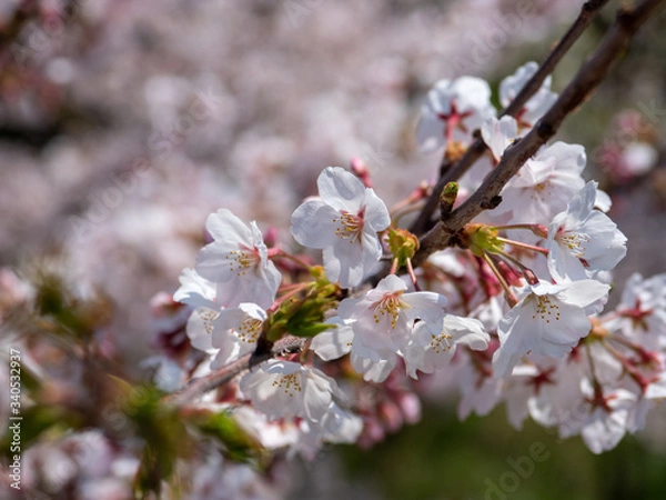 Obraz さくら　広島 黄金山の桜