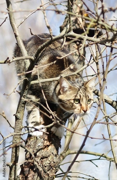 Fototapeta Cat on tree