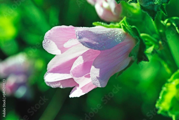 Obraz pink flower in the garden