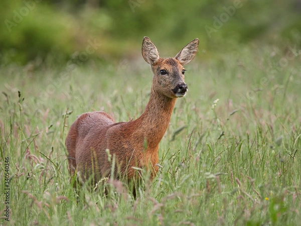 Obraz Sarna (Capreolus capreolus)