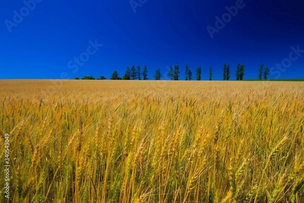 Obraz マイルドセブンの丘